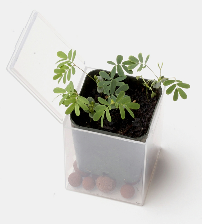 bonsai baum diy ideen container