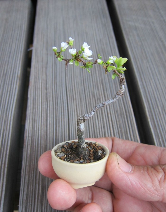 bonsai baum diy winzig kreativ sein