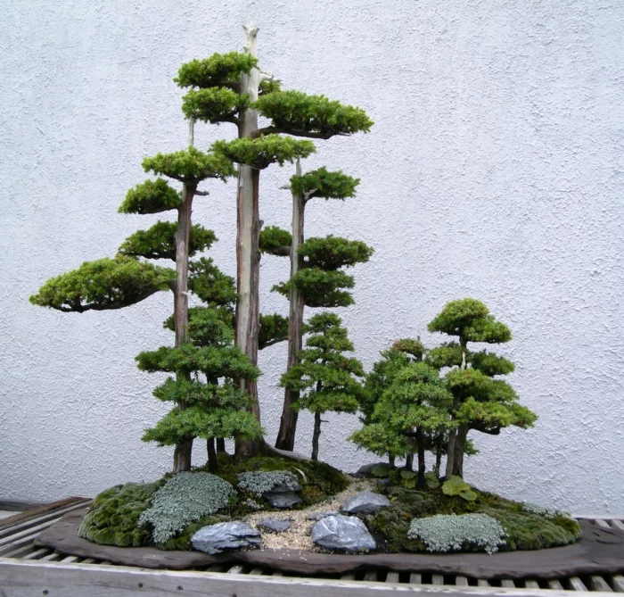 bonsai baum pflege bonsai diy ideen