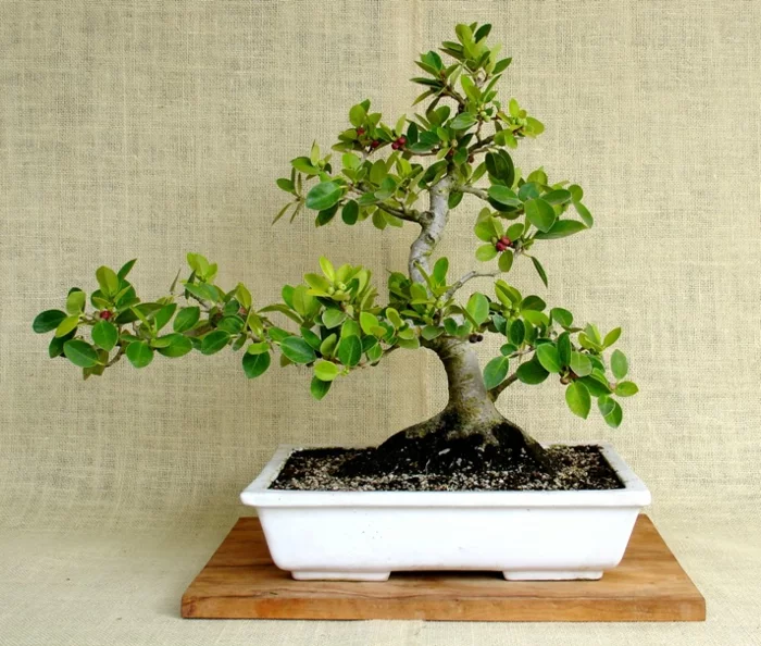 bonsai baum pflege fikus pflanze
