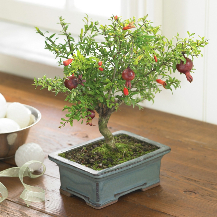 bonsai baum pflege früchte passender container