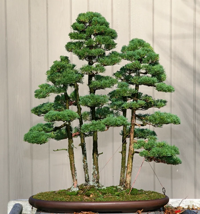 bonsai baum pflege kreative ideen dekoideen pflanzen