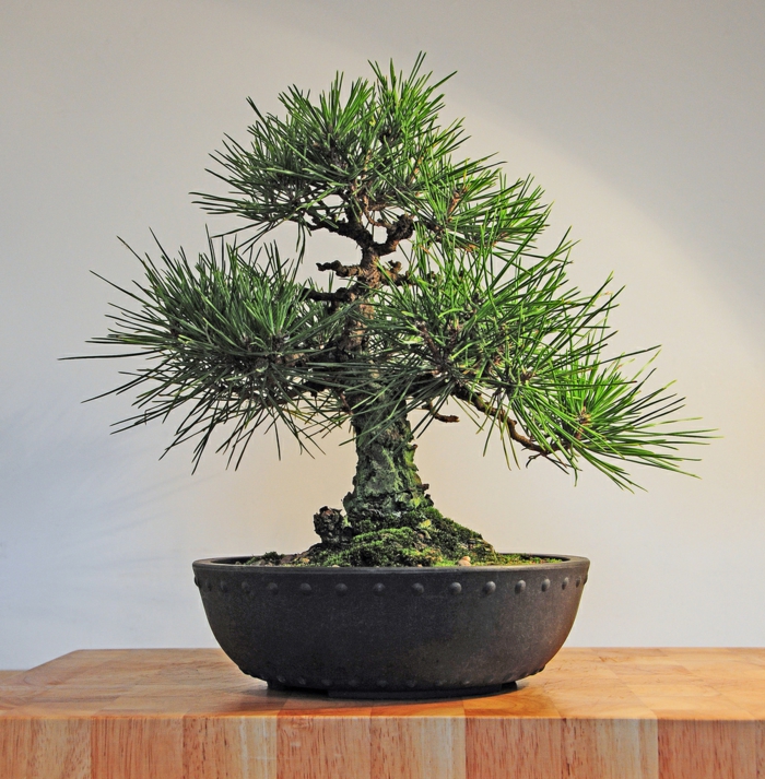 bonsai baum pflege pflanzen deko zuhause