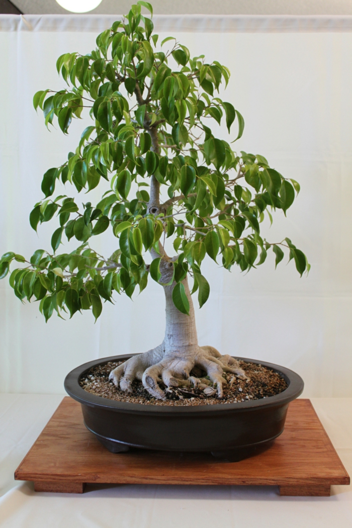 bonsai baum pflege schöne dekoideen