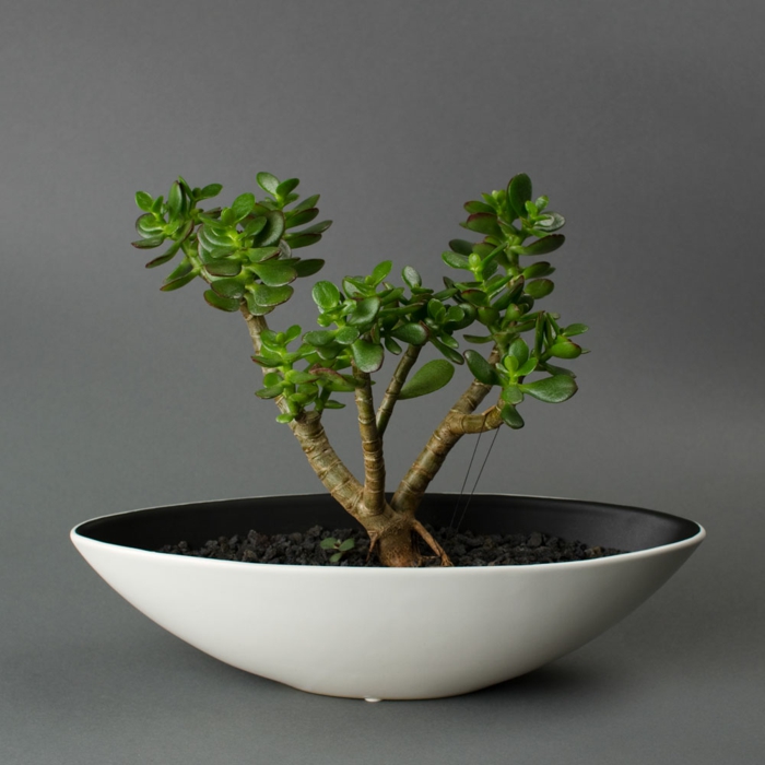 bonsai baum weißer container passende erde