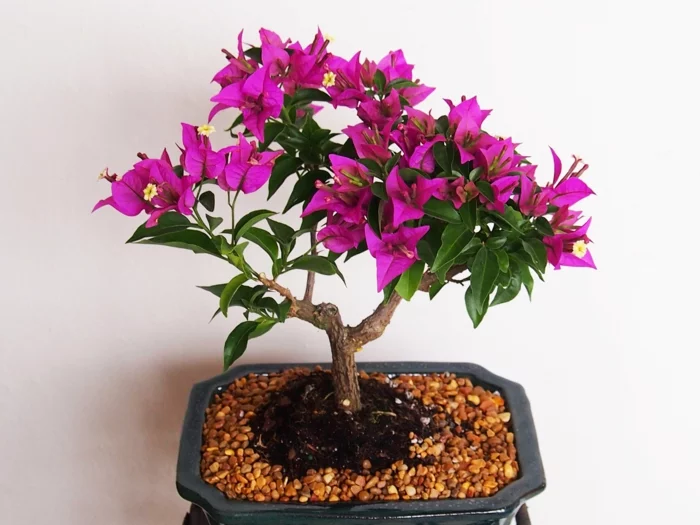 bonsai baum pflege schöne lila blüten
