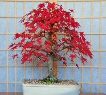 Bonsai Baum Pflege – Sorgen Sie für eine schöne Pflanze