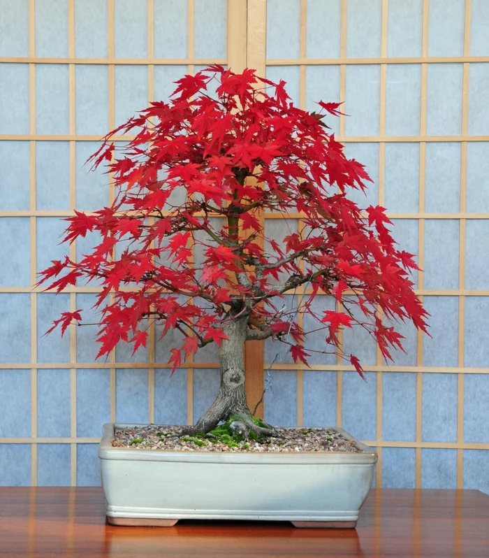 bonsai baum pflege zimmerpflanzen deko ideen