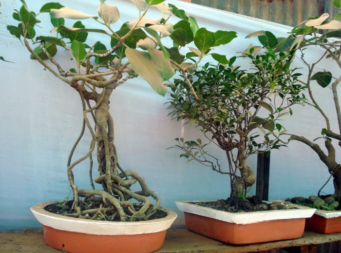bonsai baum pflege passende container pflanzen dekoideen