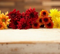 Chrysantheme im Herbst – Wissenswertes und nützliche Tipps