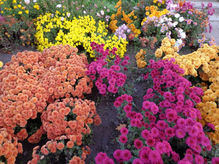 chrysanthemen garten verschiedene farben dekoideen