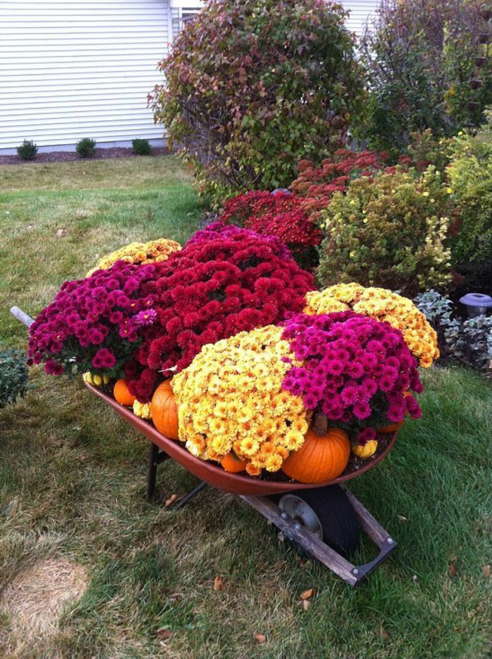 Chrysantheme im Herbst Wissenswertes und nützliche Tipps