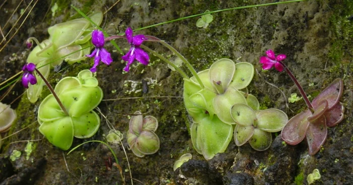 fleischressende pflanzen pinguicula moranensis