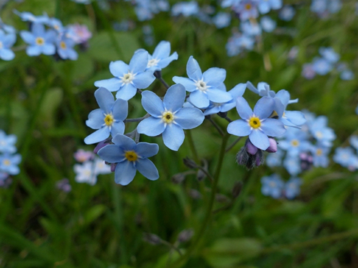 gartenpflanzen Myosotis sylvatica schöne blaue blüten