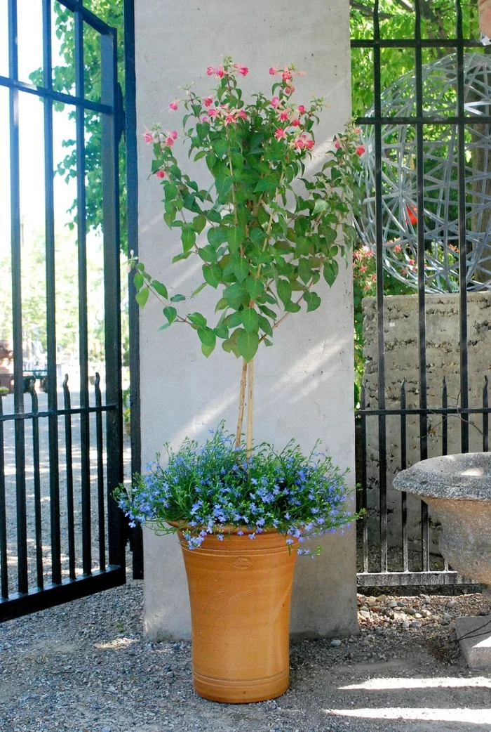 großer Pflanzkübel für Garten mit Terrakotta Look, gestaltet mit blühenden Pflanzen
