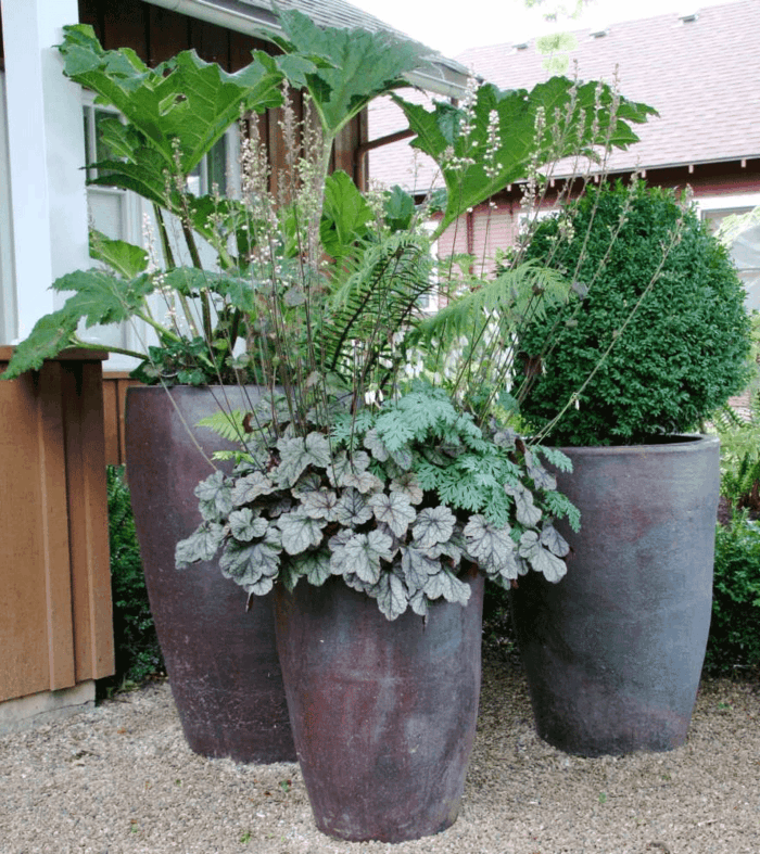 große Pflanzkübel in grauer Optik mit Blattschmuckpflanzen und immergrünen Pflanzen gestalten