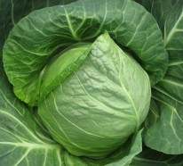 Grünes Gemüse – Warum ist Weißkohl gesund?