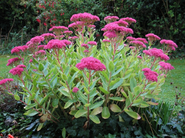 Deko Ideen Garten mit Herbstblumen für eine gute Stimmung