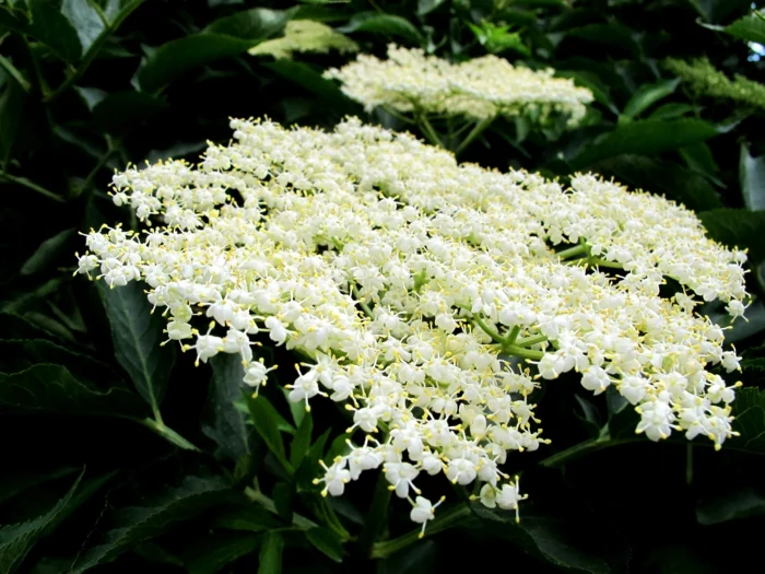 holunderblütensirup weiße blüten pflücken