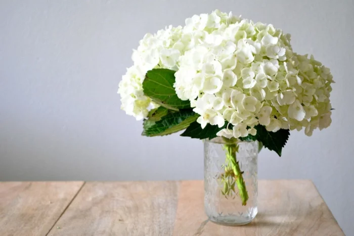 hortensien weiße blüten klassisch tischdeko gartenpflanze