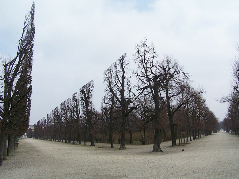 optische täuschungen bilder schöne naturbilder schönbrun park bäume