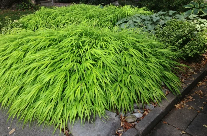 Schattenpflanze Aureola Japanisches Gras