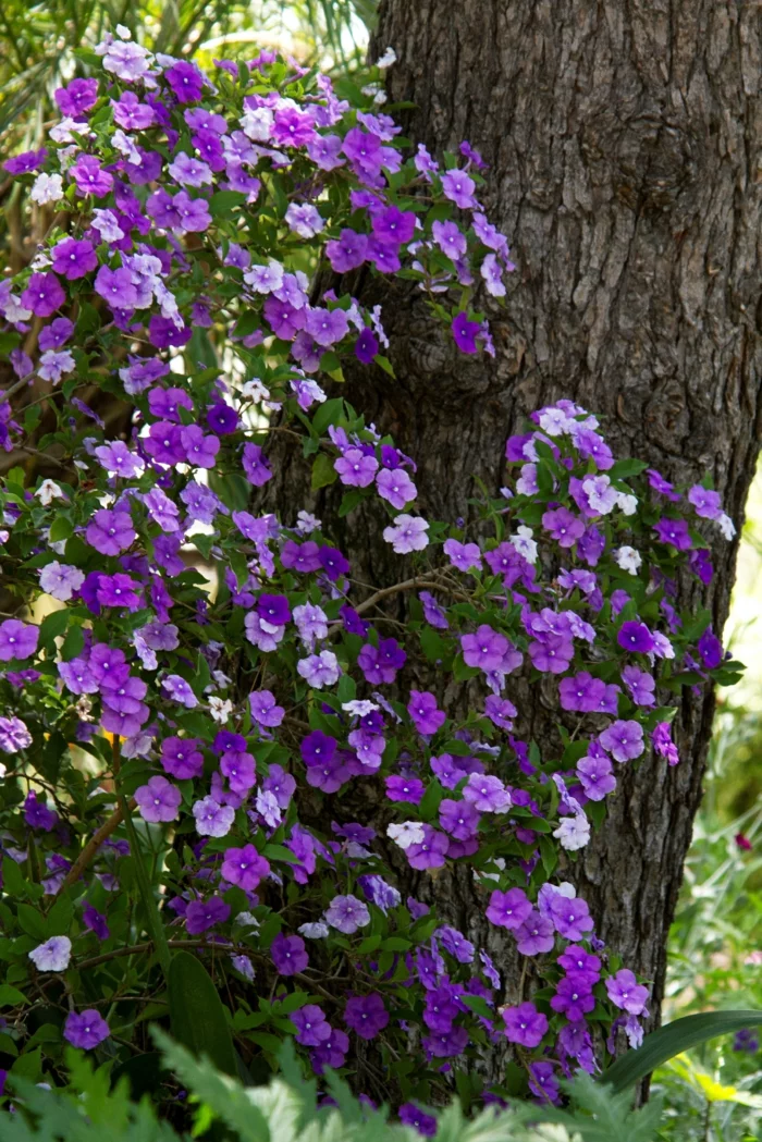 Brunfelsia pauciflora - farbenfrohe Schattenpflanze mit winzigen lila Blüten 