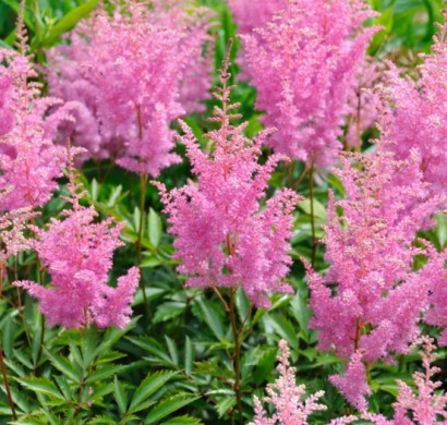 Farbenfrohe Schattenpflanzen für Ihren Garten