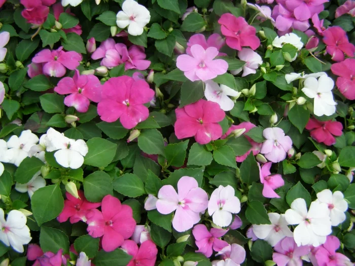 blühende Schattenpflanzen mit weißen und pinken Blüten 