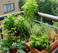 Bio Garten auf der eigenen Terrasse einrichten