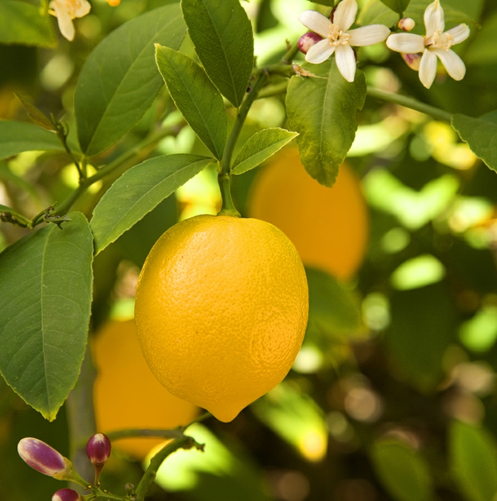 Zitronenbaum Pflege - So züchten Sie richtig einen Zitronenbaum