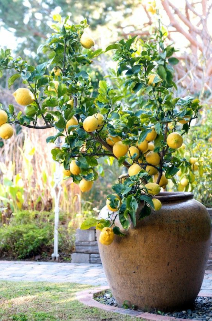 zitronenbaum im garten