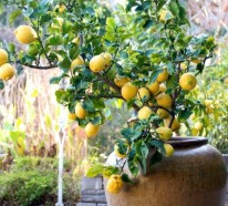 Zitronenbaum Pflege – So züchten Sie richtig einen Zitronenbaum