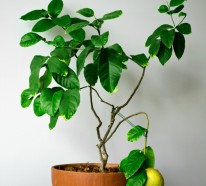 Zitronenbaum Pflege – So züchten Sie richtig einen Zitronenbaum