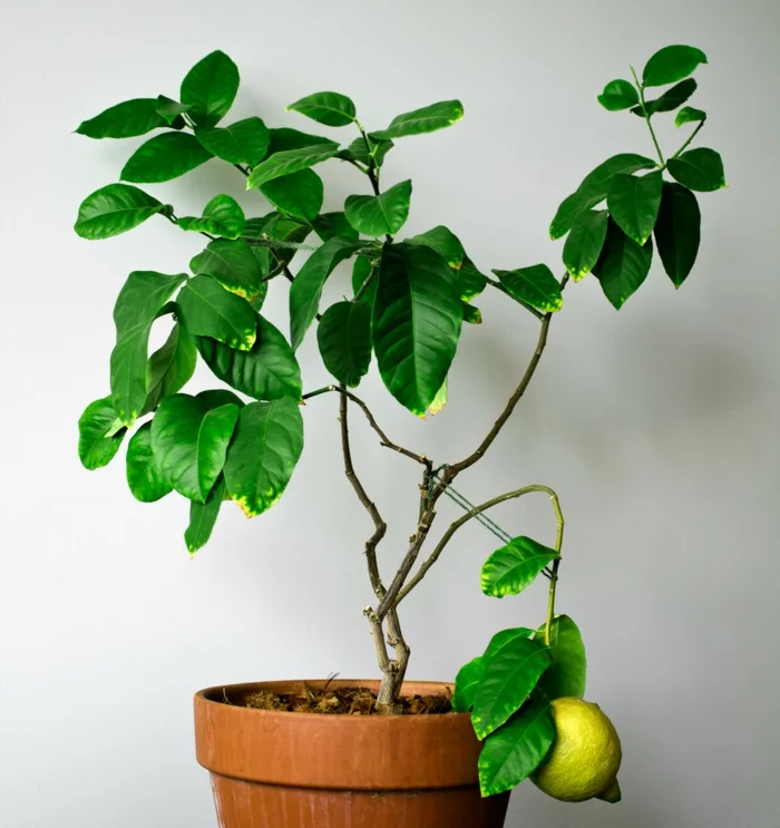 zitronenbaum richtige pflege zimmerpflanze dekoideen