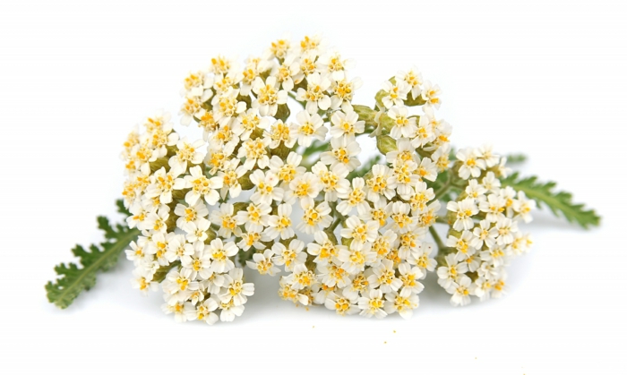 Schafgarbe weiße blüten