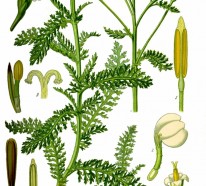 Schafgarbe- die nützliche Heilpflanze von Achilles