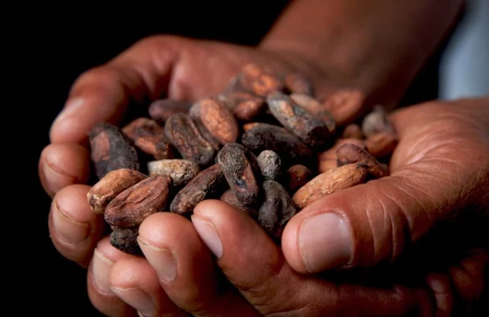 fairtrade schokolade kakaobohnen fair gehandelt