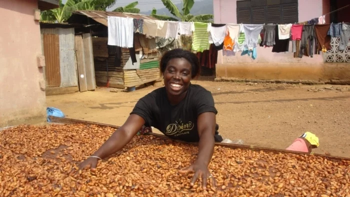 fairtrade schokolade kakaobohnen trocknen ernte