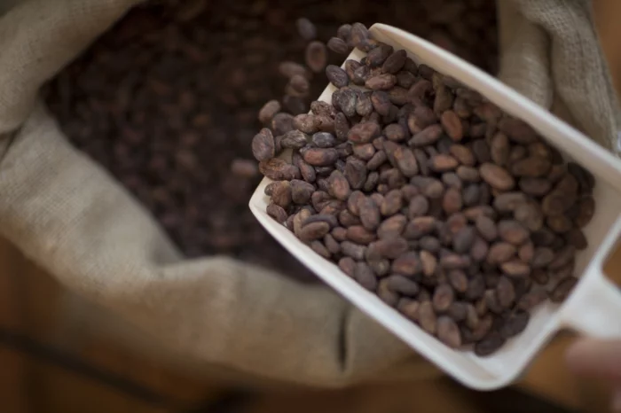 fairtrade schokolade kakaobohnen wertvoll