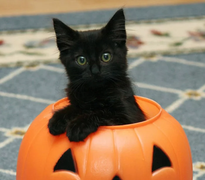 halloween ideen dekoideen kürbiss schwarze katze