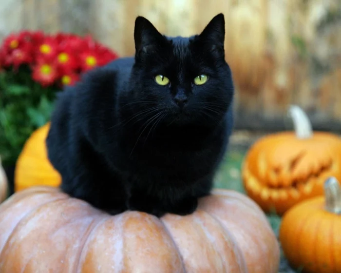 halloween masken schwarze katze symbol