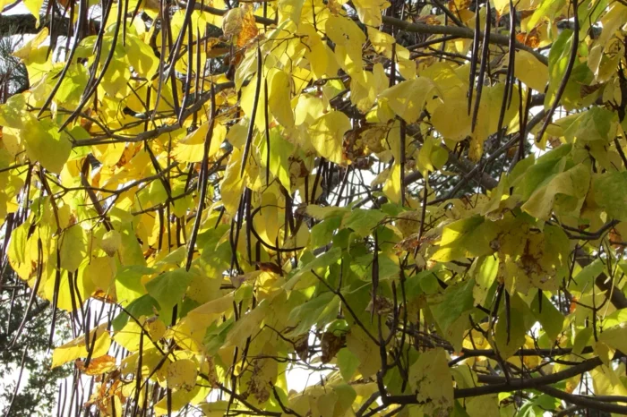 trompetenbaum gelbes blattwerk herbst