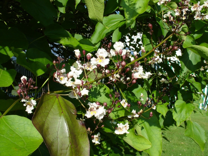 trompetenbaum grüne große blätter weiße blüten