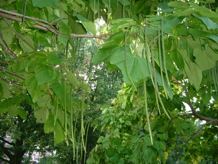 trompetenbaum grüne lange bohnen früchte