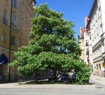 Der Trompetenbaum – Herkunft und Wissenswertes