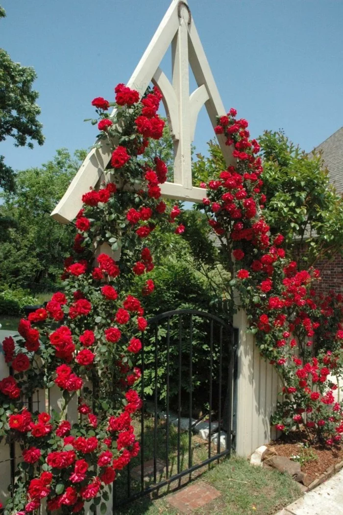 vorgarten gestaltung eingang mit rosen dekorieren