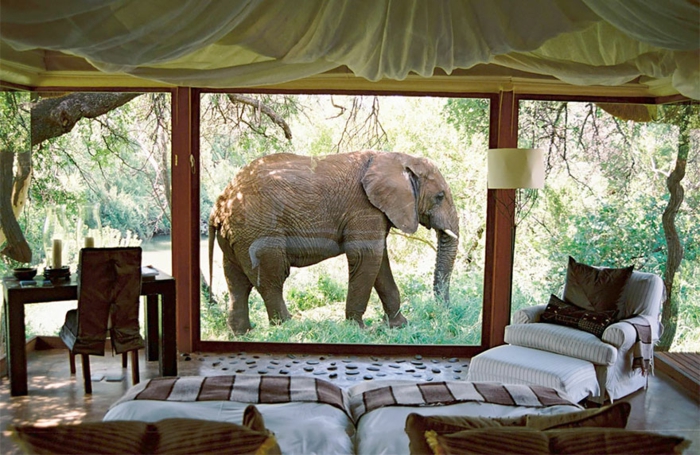 zimmer dekorieren ausblick elefant südafrika