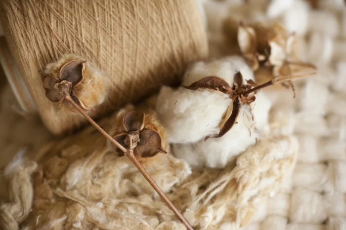 bio baumwolle herstellung garn stoffe textilien
