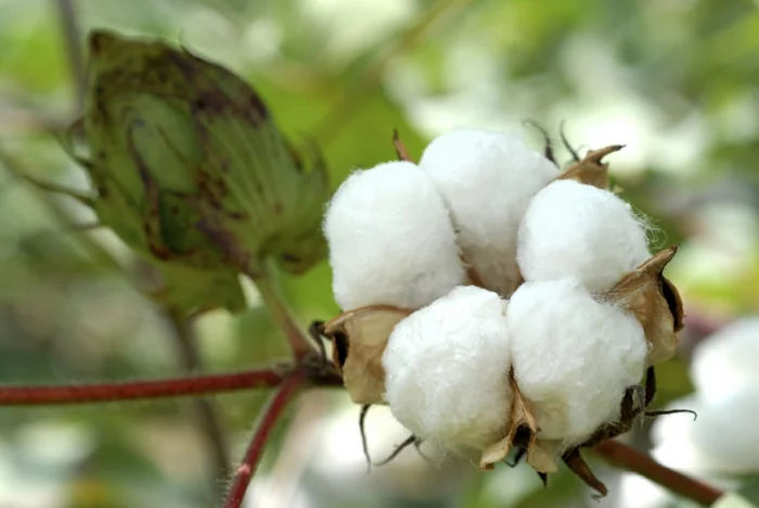 bio baumwolle textilien stoffe kleidung gesund nachhaltig